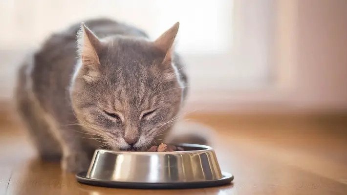 pemilik kucing sering merasa senang saat melihat ekspresi kepuasan di wajah kucing mereka saat menyantap makanan kesukaan mereka