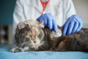 Dengan pemahaman yang baik tentang penyakit kucing dan tindakan pencegahan yang tepat