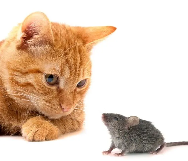 Hubungan antara kucing dan tikus adalah contoh yang menarik dari dinamika alam yang kompleks dan prinsip-prinsip ekologi.
