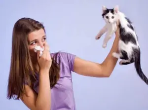 Mengurangi kontak langsung dengan kucing adalah salah satu cara terbaik untuk mengurangi gejala alergi